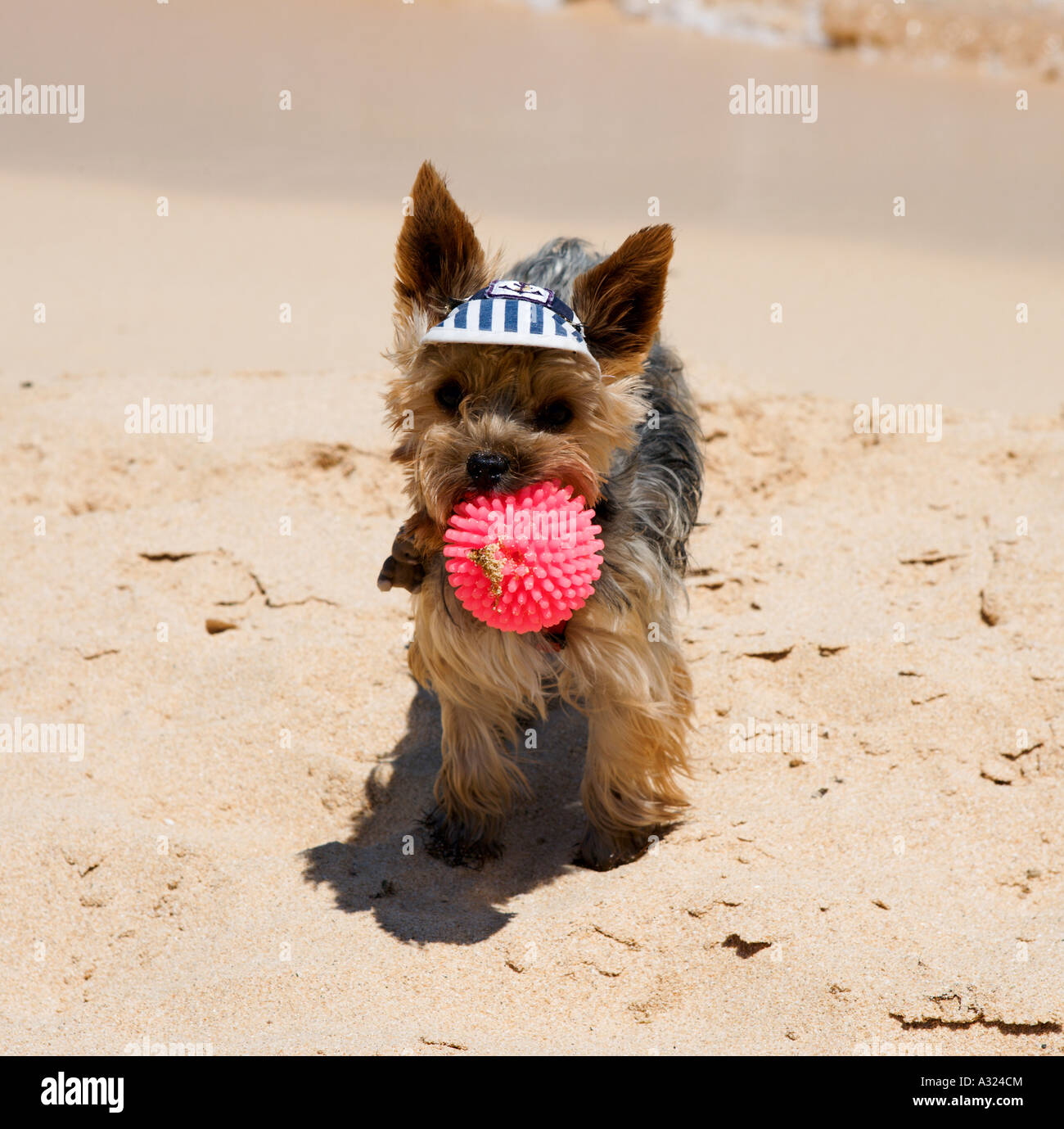 Small Dog on Beach, Parque Natural de Corralejo, Fuerteventura, Canary Islands, Spain Stock Photo