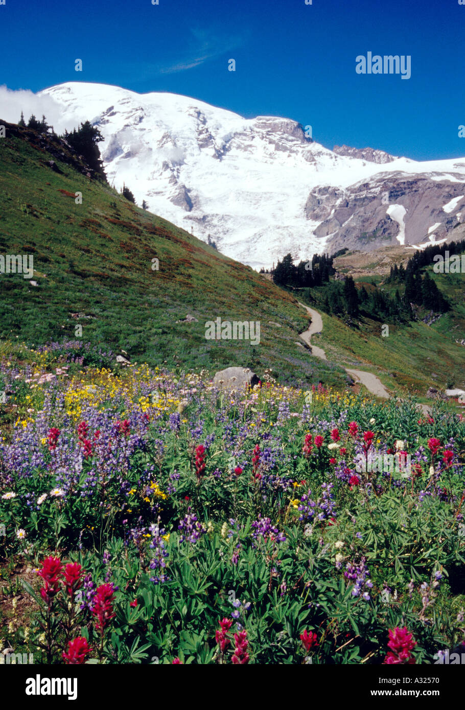 View of wildflowers growing beneath a snow covered peak in Mt Rainier