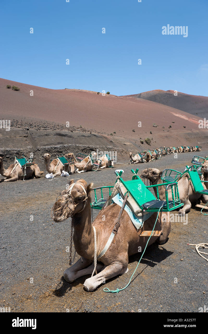 Camel Rides in Timanfaya National Park, Lanzarote, Canary Islands, Spain Stock Photo