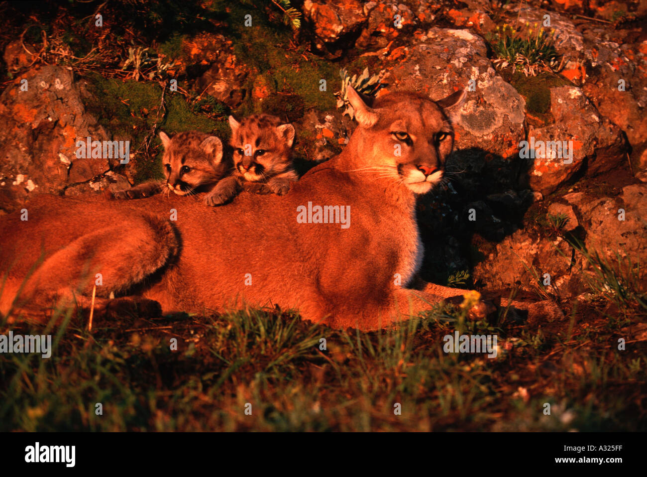 Captive mountain lion and cubs in golden light in Montana Stock Photo
