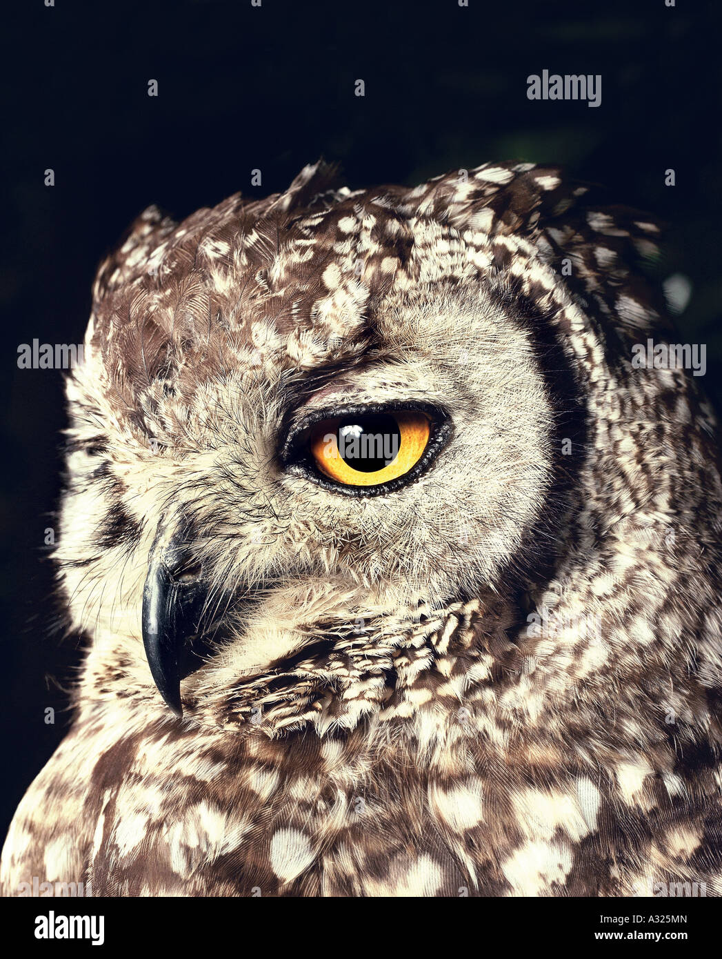 Spotted Eagle Owl, Cape Town, South Africa Stock Photo