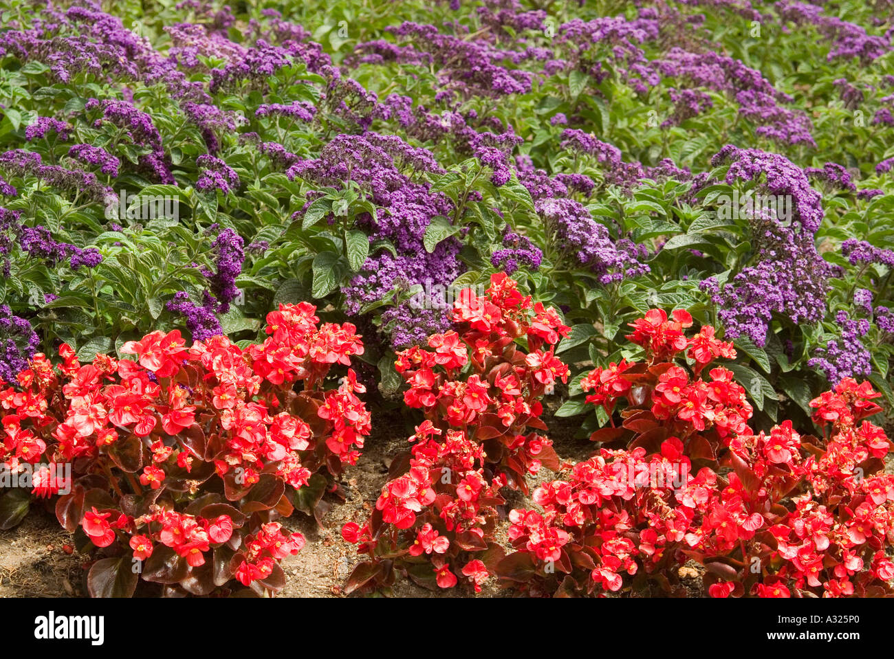 A contrasting bed of red begonia semperflorum culturum and purple heliotrope Stock Photo