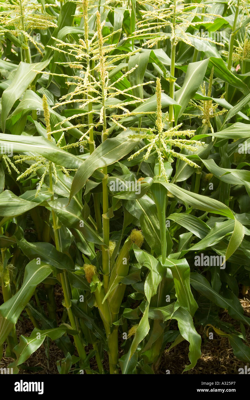 A patch of densely planted sweet corn Variety Snogold Stock Photo