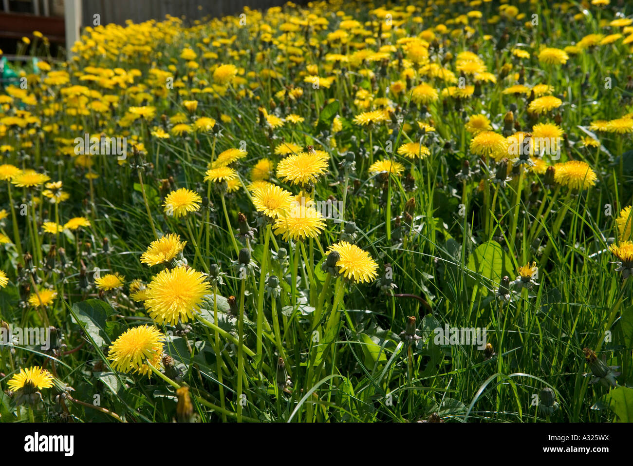12+ Thousand Common Dandelion Flowers Royalty-Free Images, Stock
