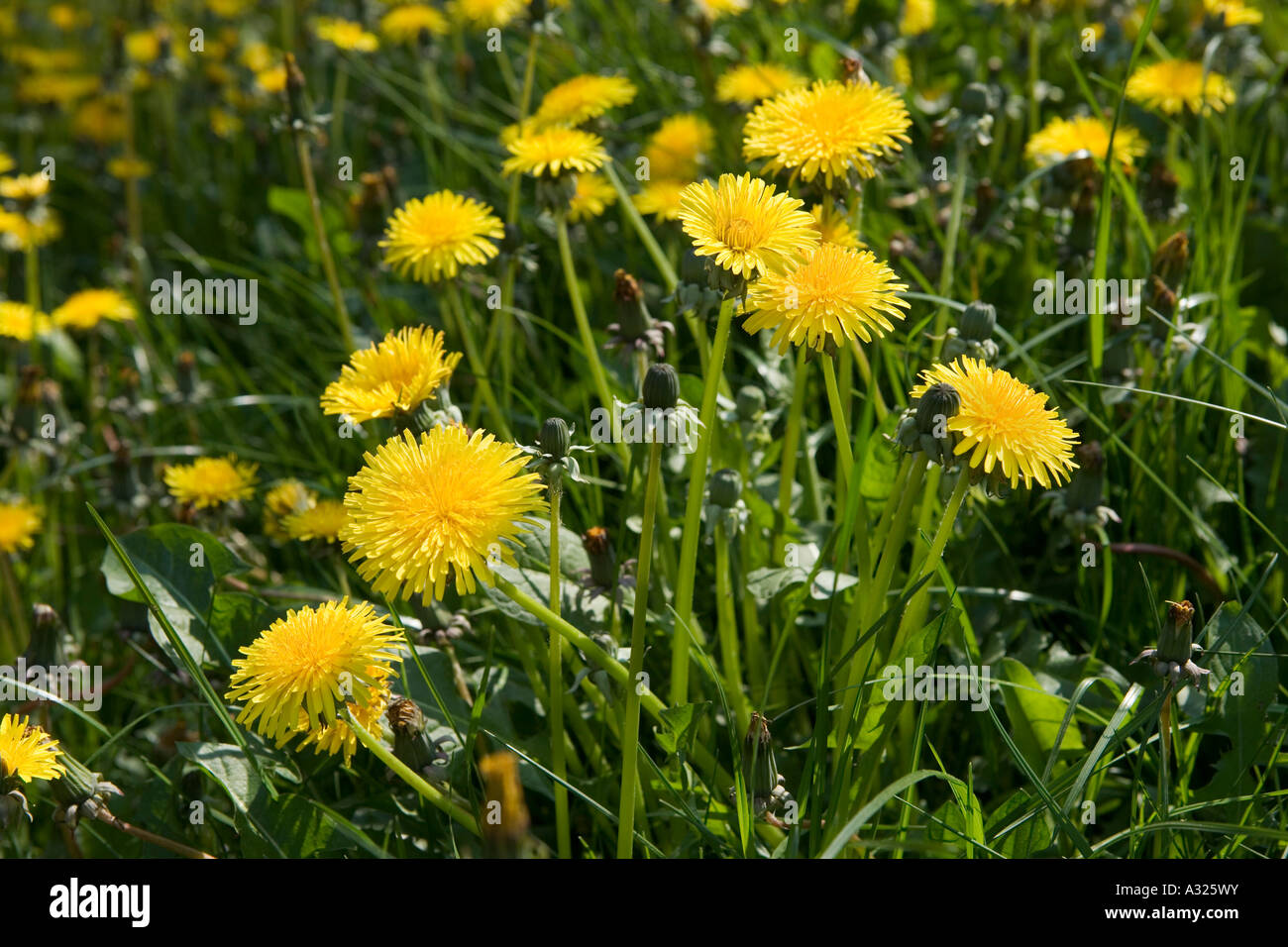 Dandelions, Taraxacum genus of flowering plants in the family Asteraceae, England, UK Stock Photo
