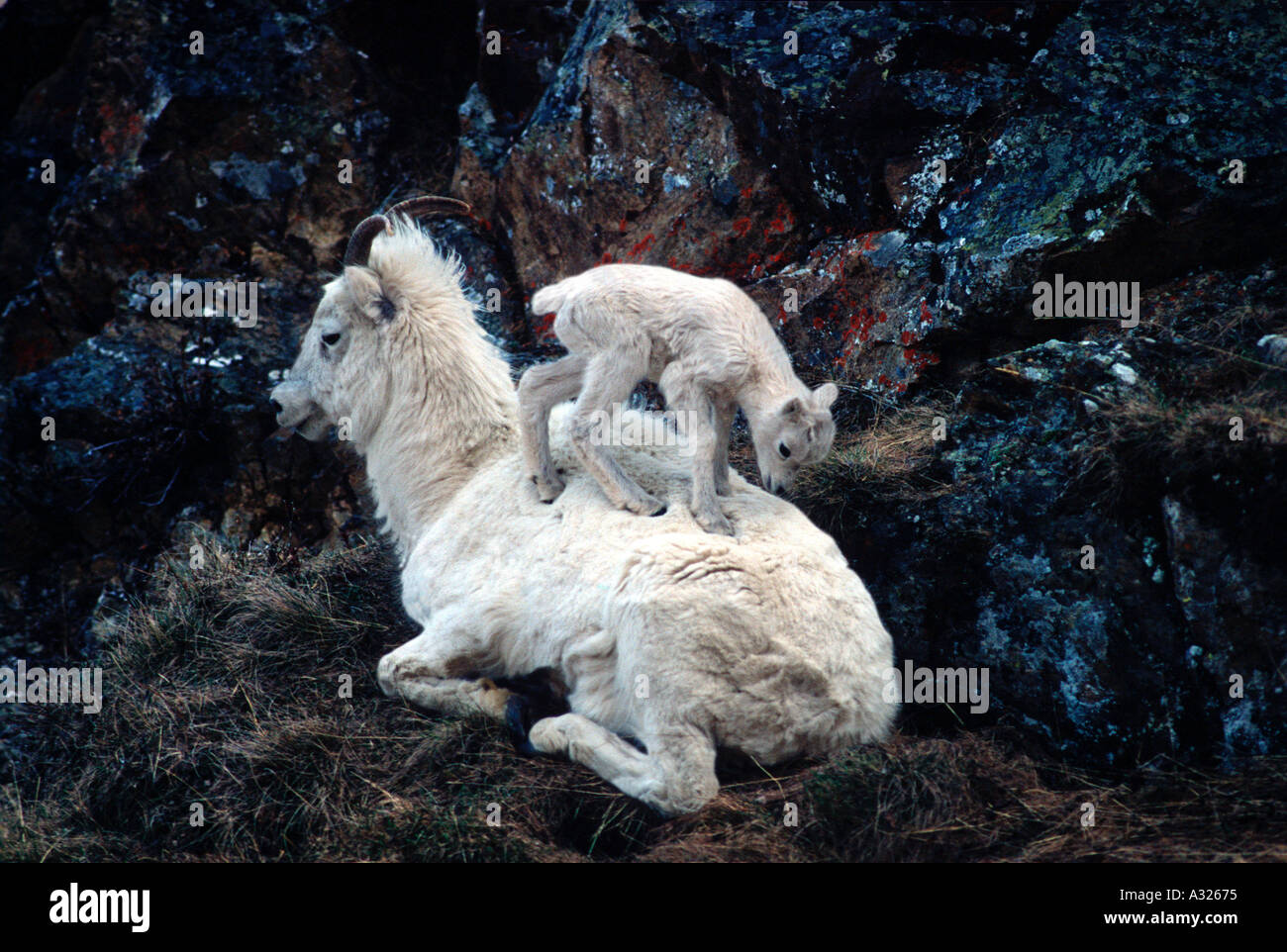 Dall Sheep ewe and lamb in Denali National Park, shot in the wild Stock ...