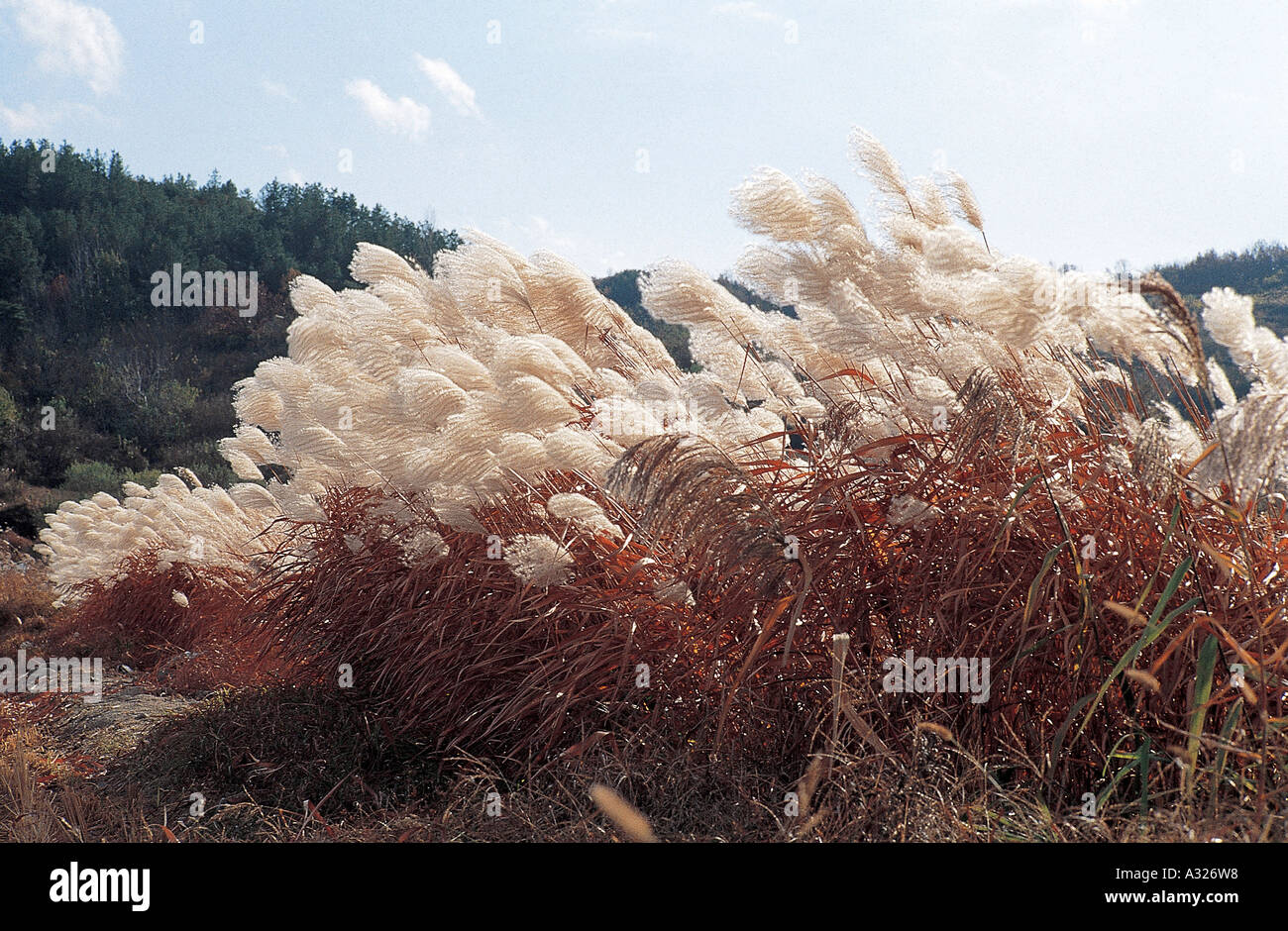 Pcn06008 hi-res stock photography and images - Alamy