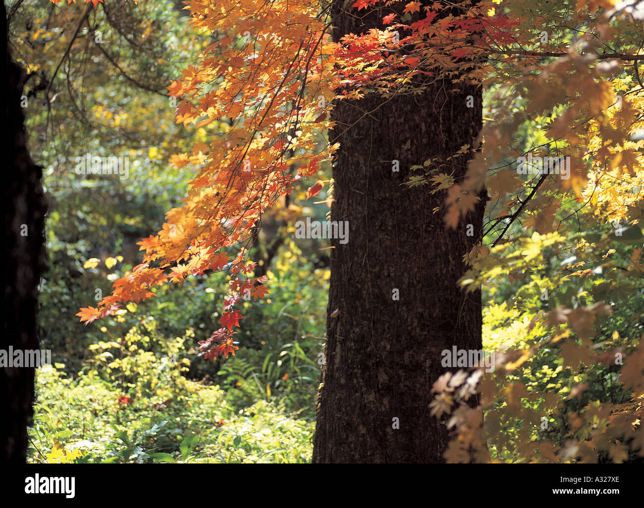 Maplewood forest hi-res stock photography and images - Alamy