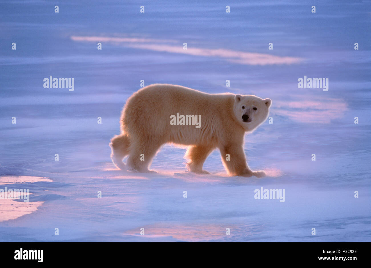 Polar bear walking on frozen lake Cape Churchill Manitoba Canada Stock Photo