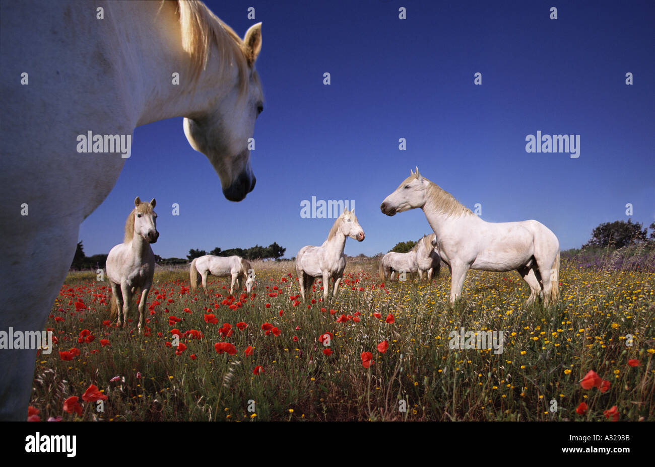 Horse in poppy field hi-res stock photography and images - Alamy
