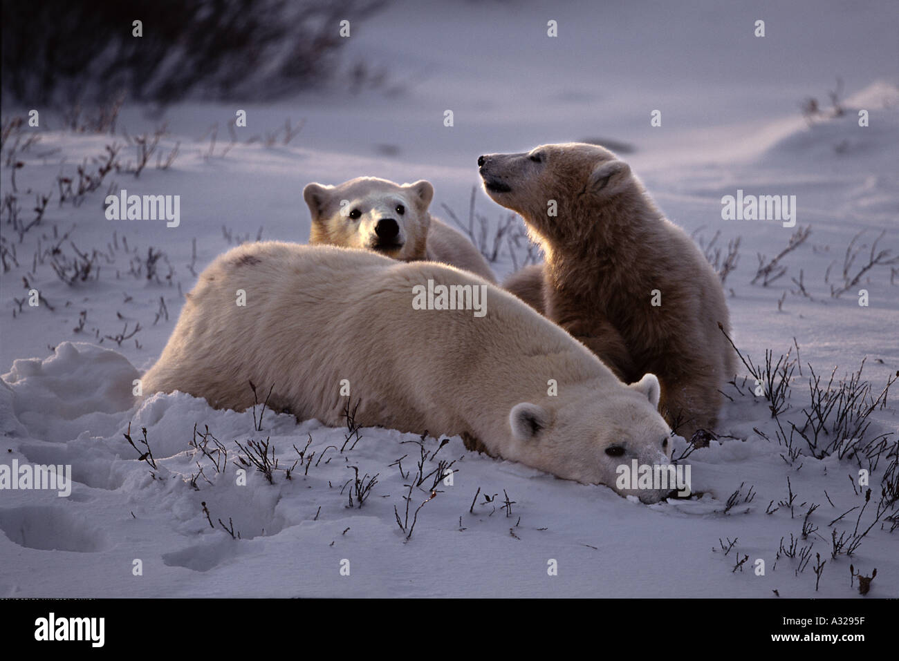 Mother bear protecting cubs hires stock photography and images Alamy