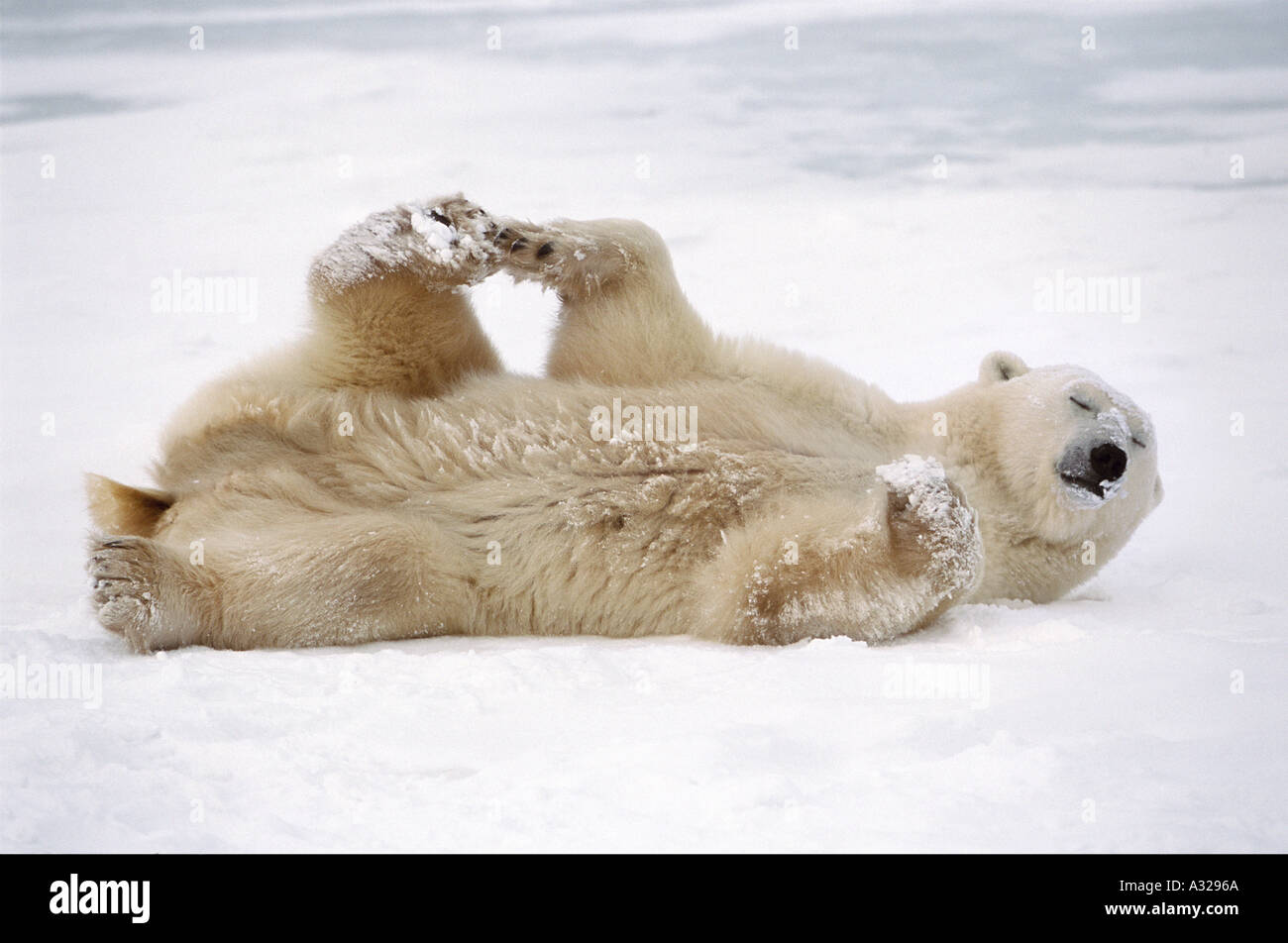 Polar bear Cape Churchill Manitoba Canada Stock Photo