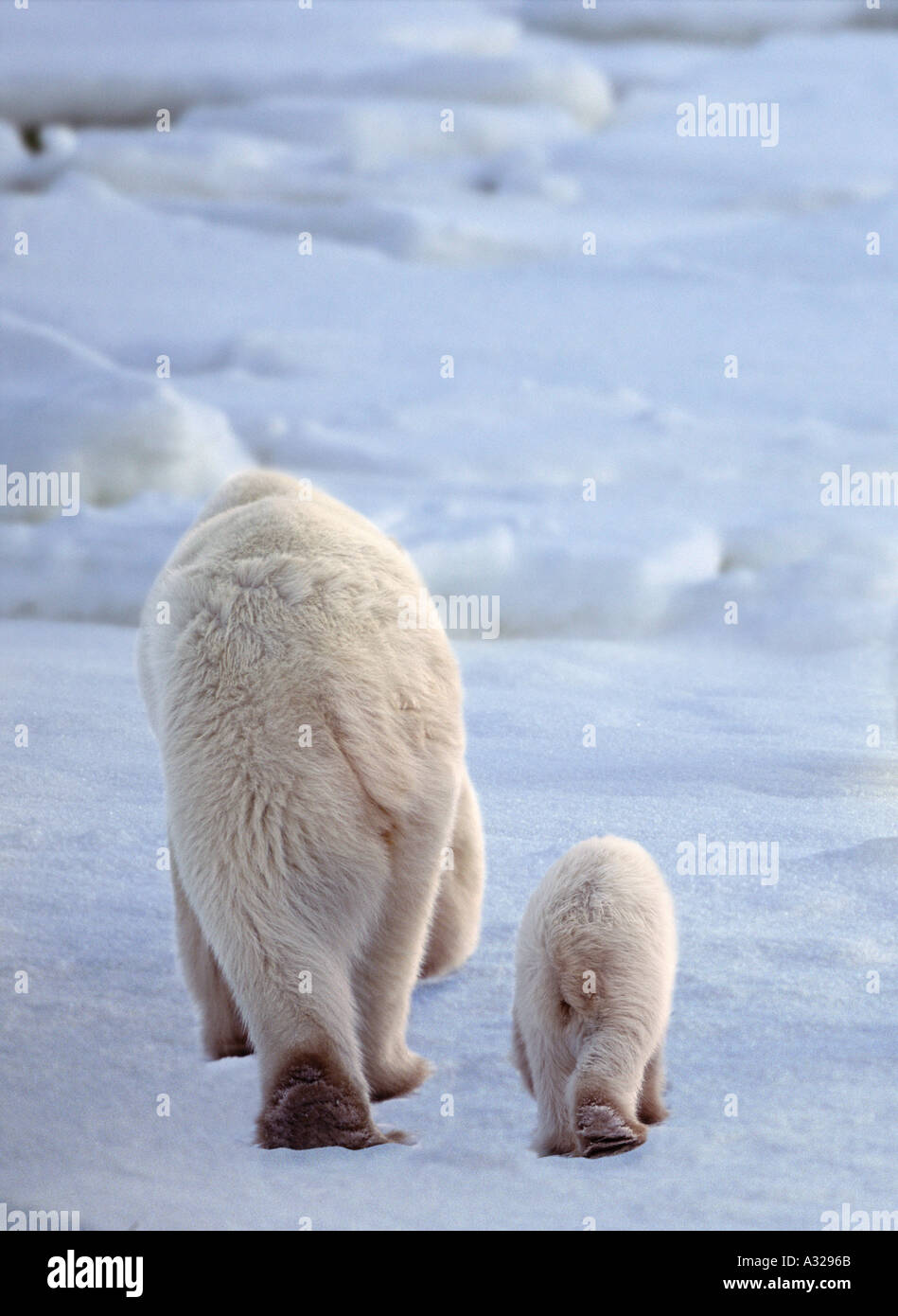 Large and small bear back view hi-res stock photography and images - Alamy