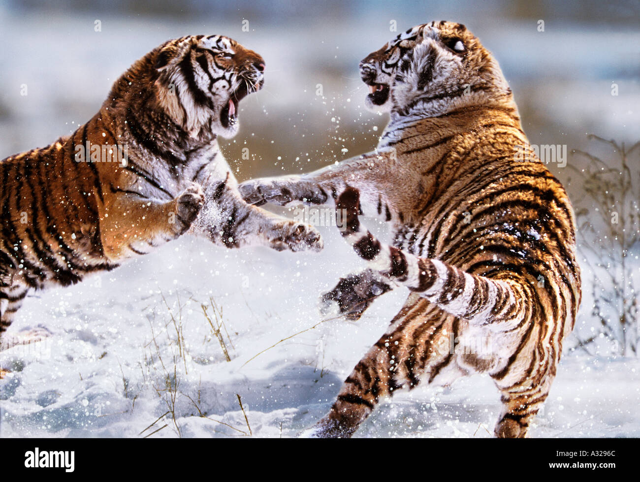 2 tigers fighting hi-res stock photography and images - Alamy