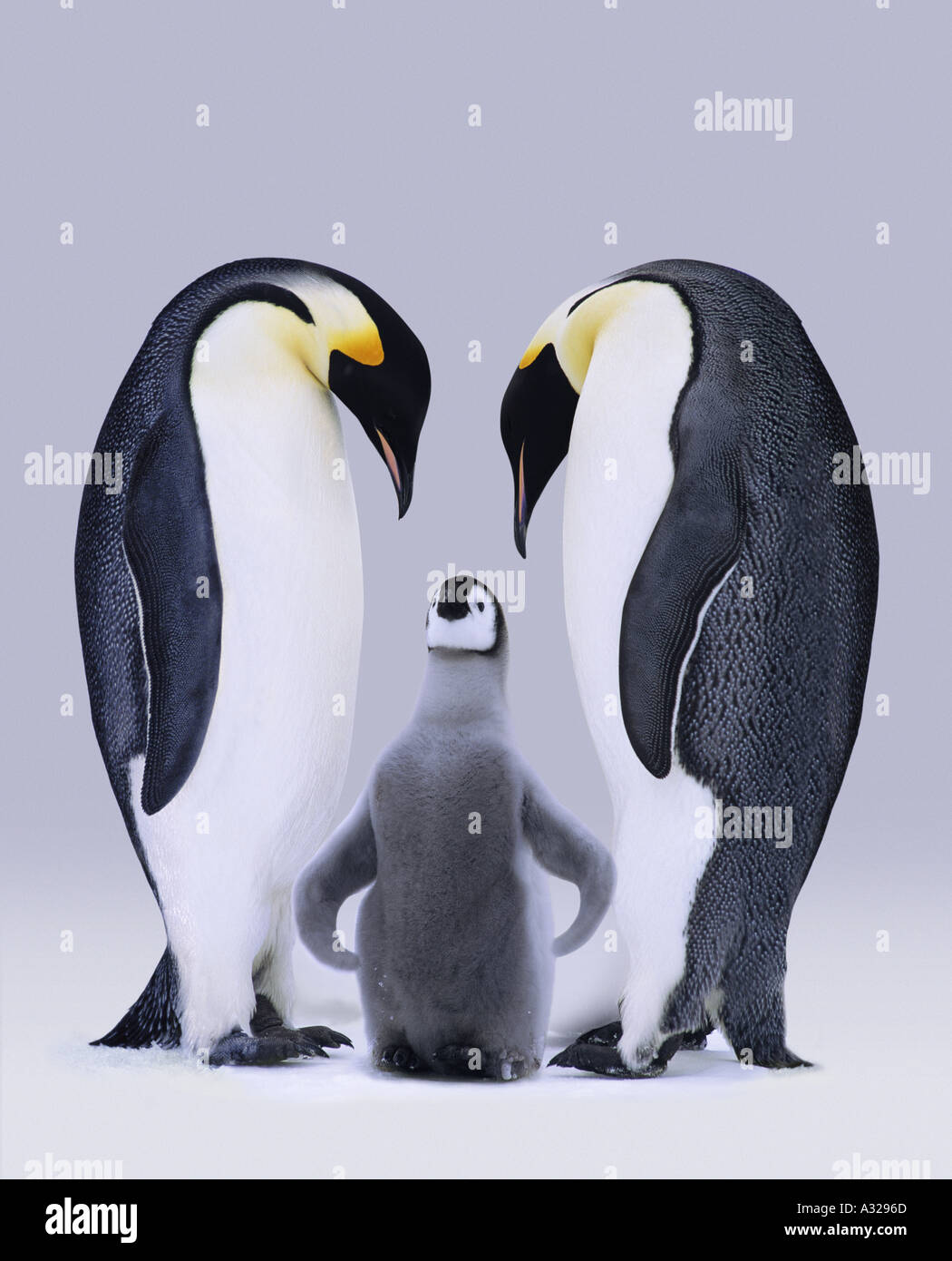 Emperor penguins Antarctica Stock Photo - Alamy