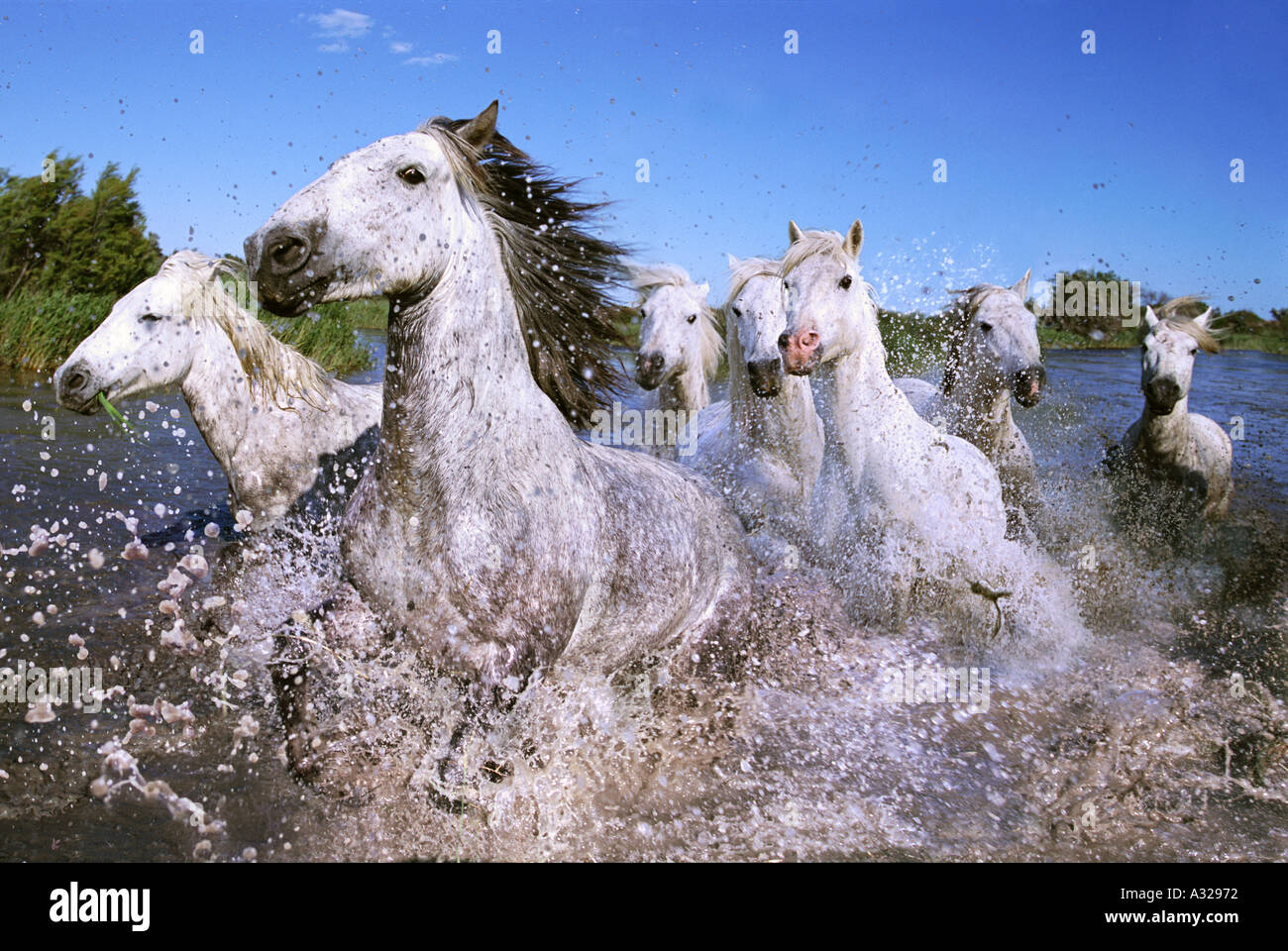 White horses of the Camargue running through water France Stock Photo