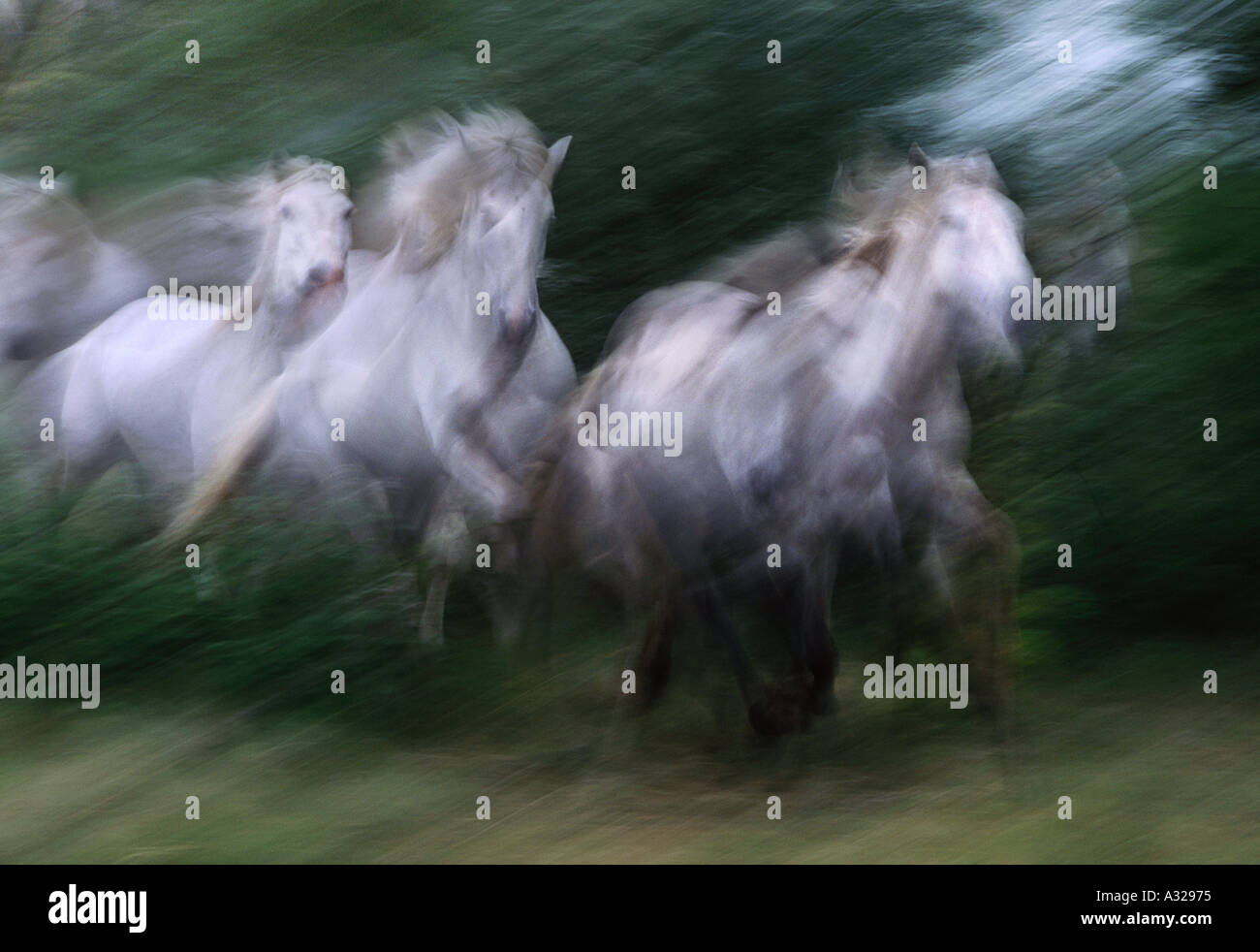 Herd of Camargue horses running France Stock Photo