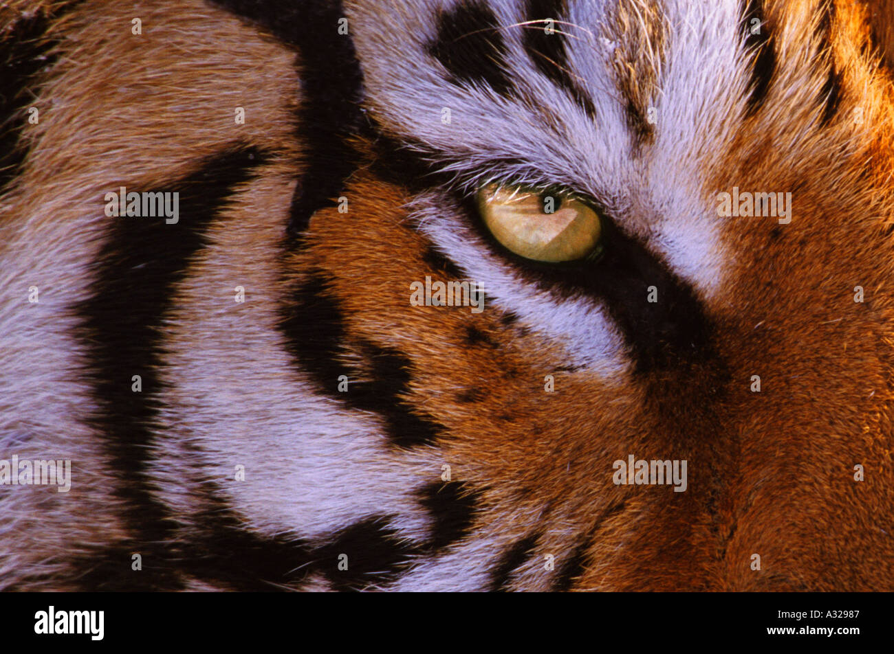 Close up of eye of Siberian Tiger China Stock Photo