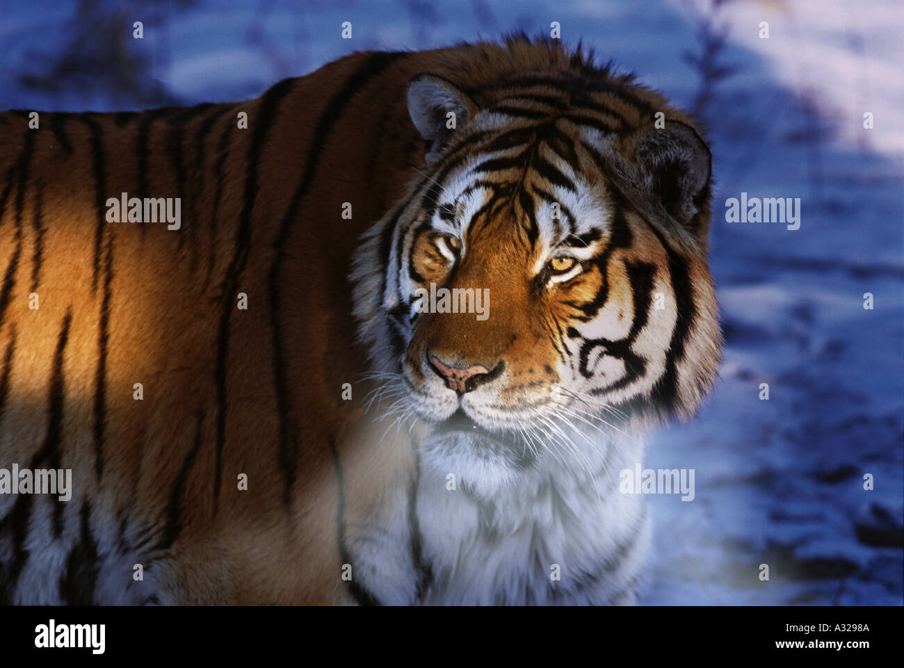 Siberian tiger in the later afternoon China Stock Photo