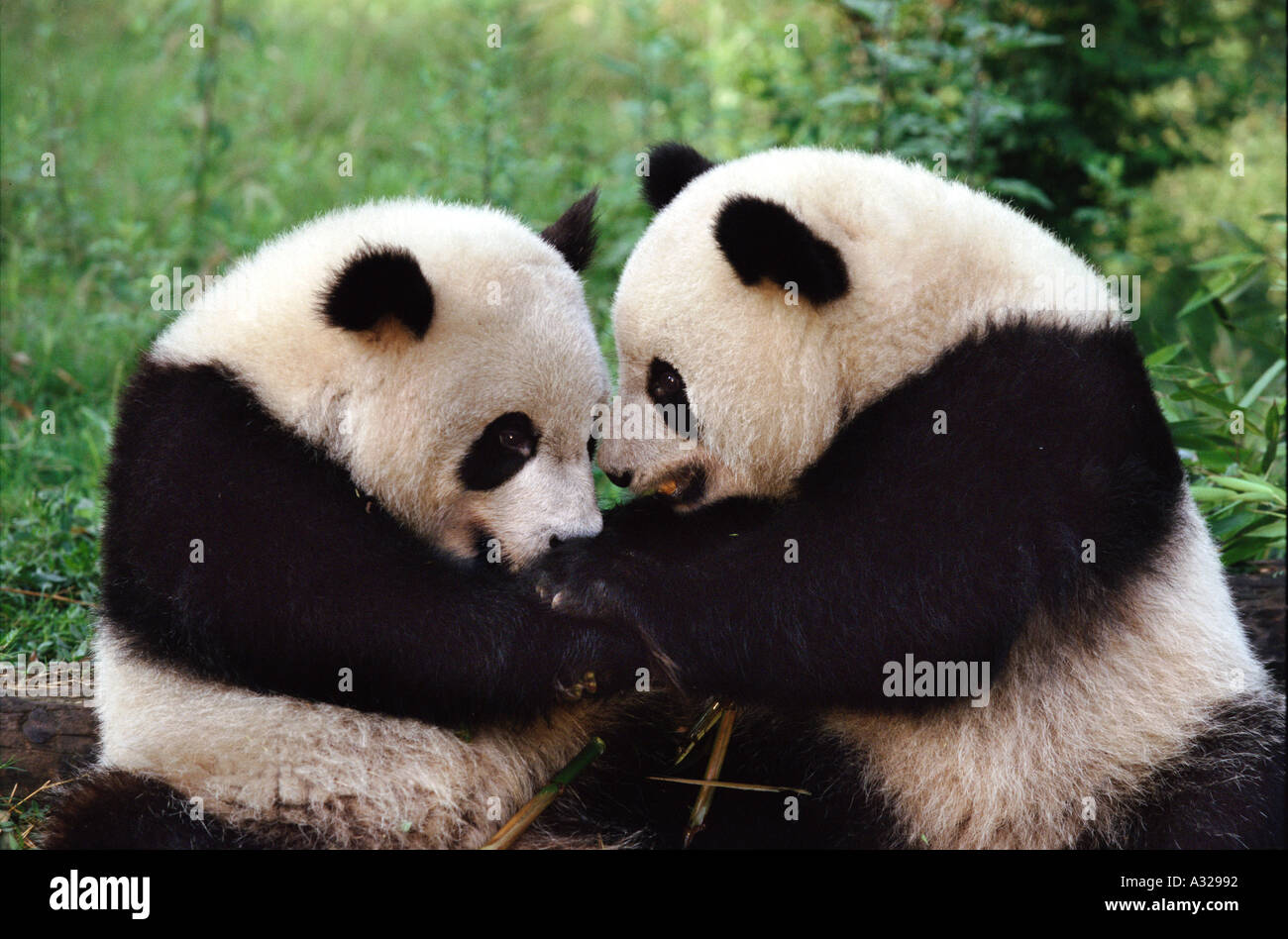 Обнять панду. Панды обнимаются. Объятия панды. Две панды обнимаются. Панда обнимашка.