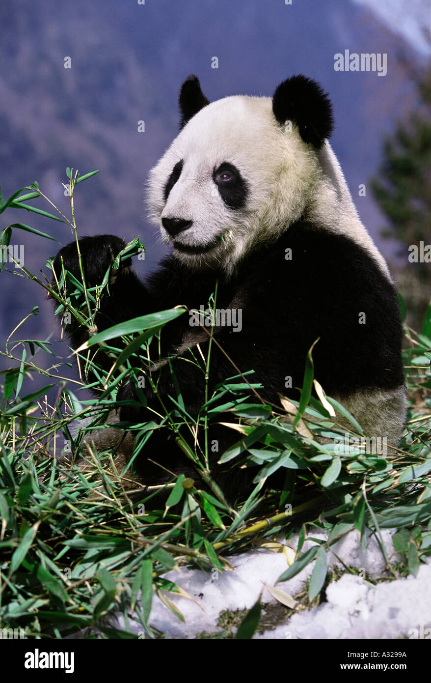Giant Panda Sichuan China Stock Photo Alamy Giant Panda Sichuan China Stock Photo Alamy