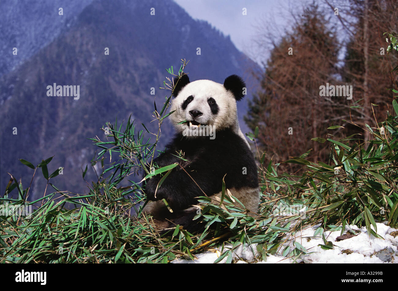 Giant Panda Sichuan China Stock Photo Alamy Giant Panda Sichuan China Stock Photo Alamy