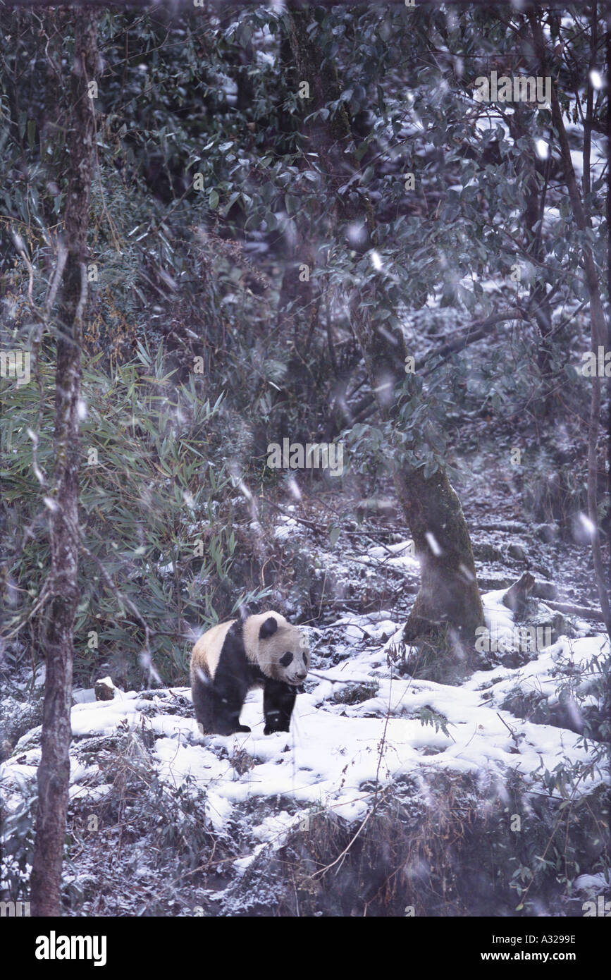 Giant Panda Sichuan China Stock Photo Alamy Giant Panda Sichuan China Stock Photo Alamy