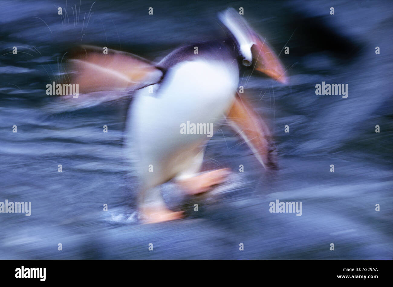 Gentoo Penguin Antarctica Stock Photo