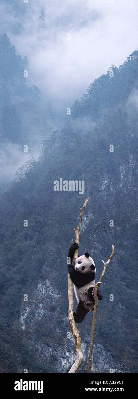 Giant panda climbing a tree Sichuan China Stock Photo
