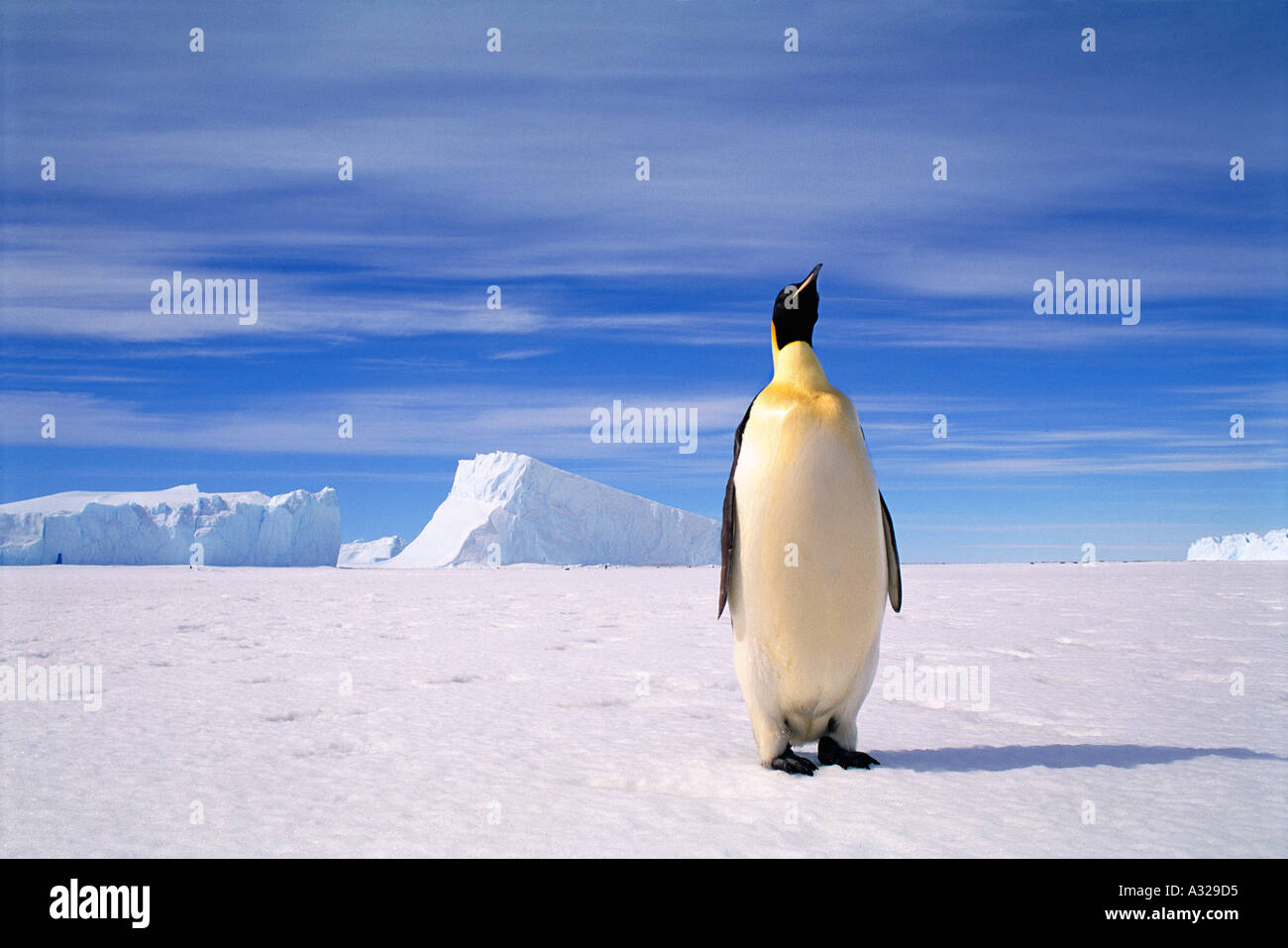Emperor Penguin Stock Photo