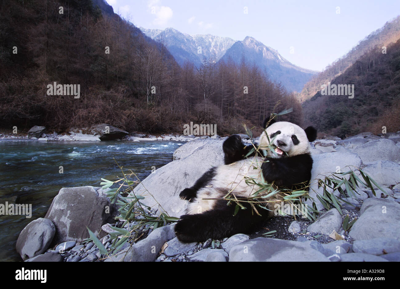Giant panda beside the river Sichuan China Stock Photo