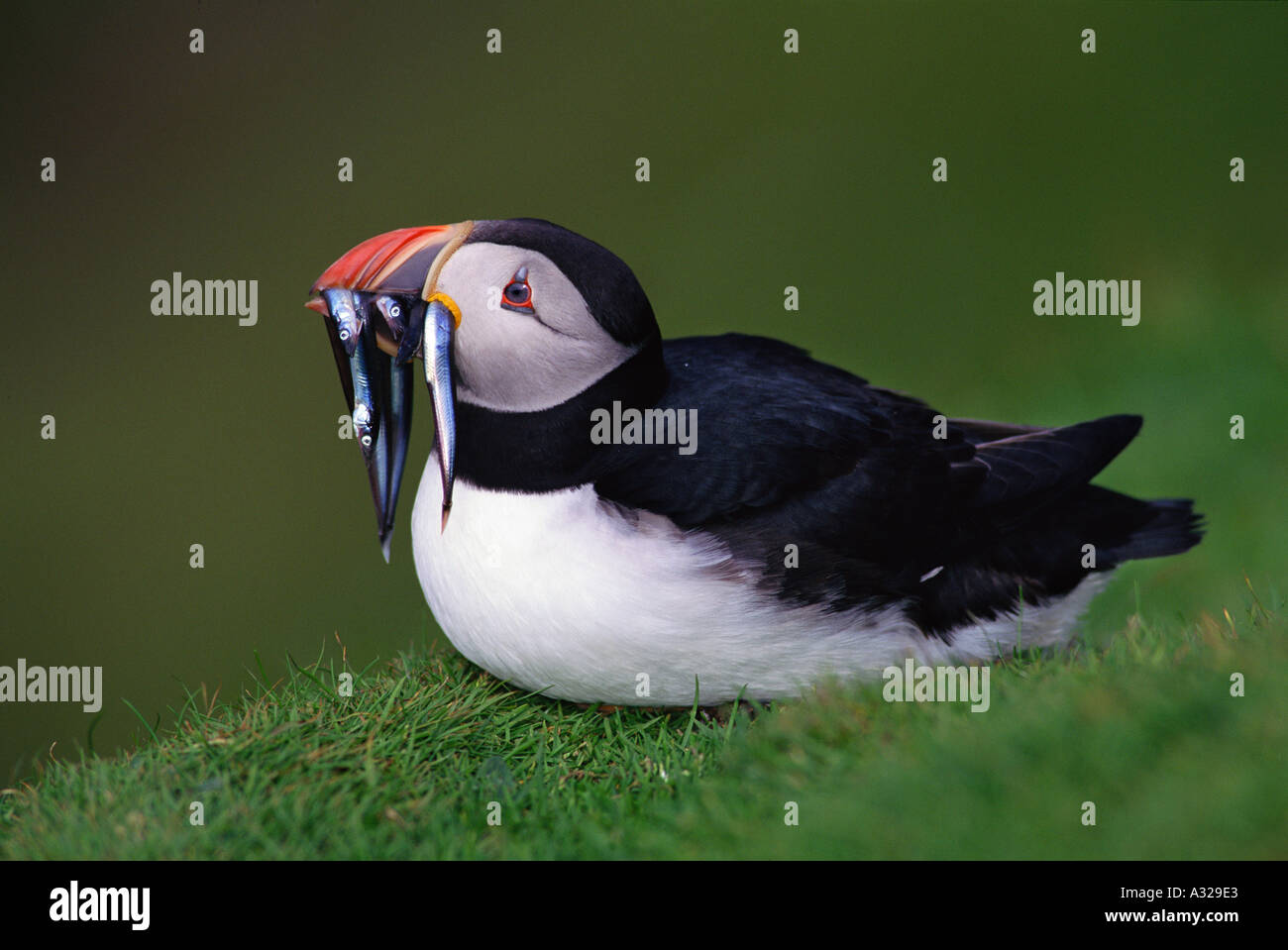 Puffins eating hi-res stock photography and images - Alamy