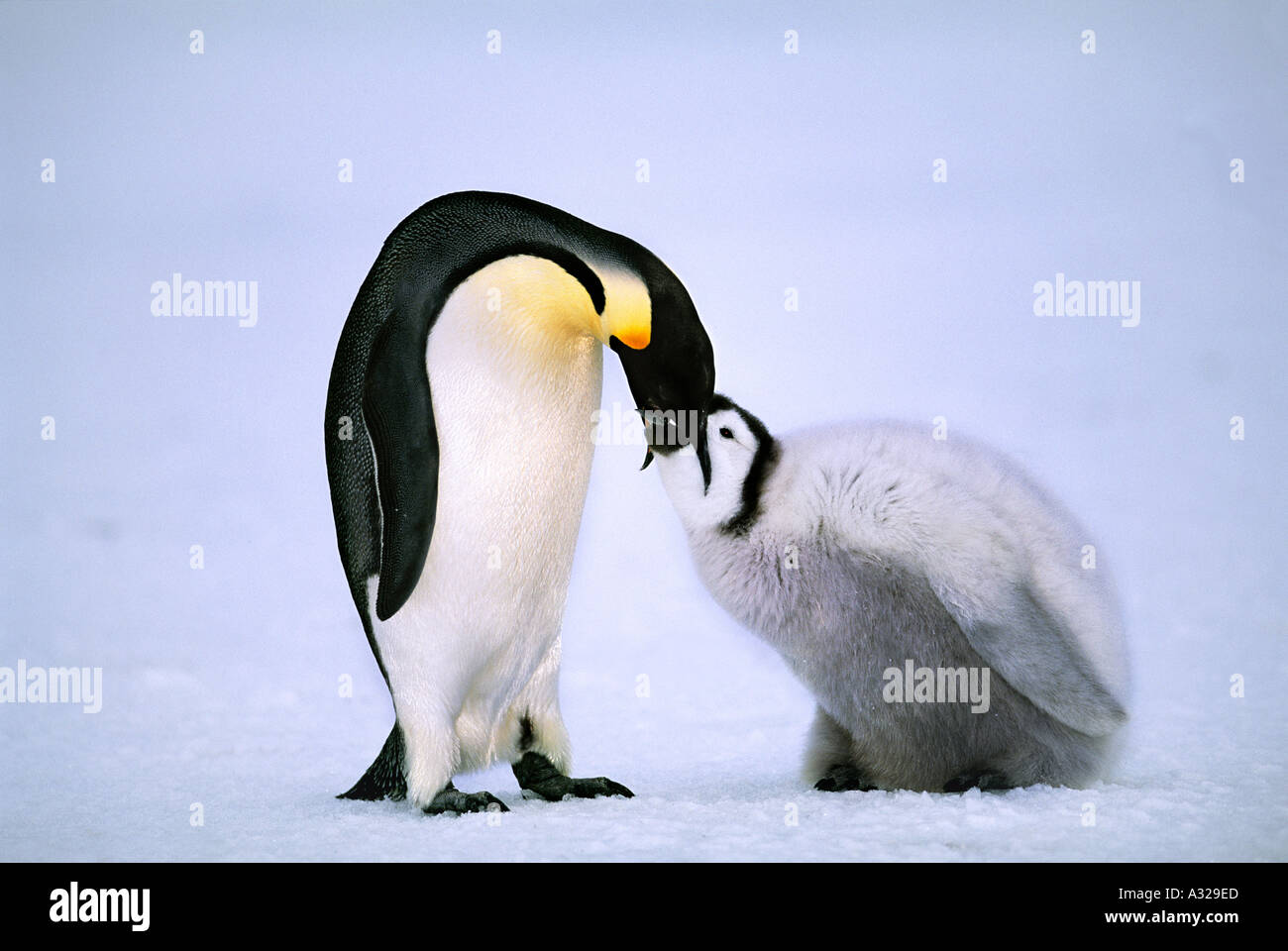 Emperor Penguin Feeding Chick