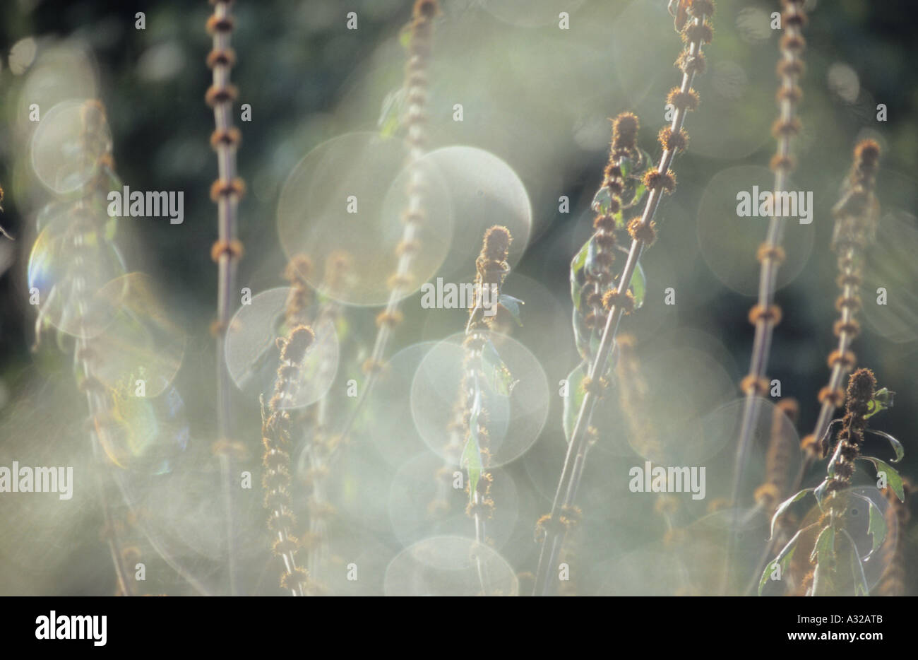 Sunlight sunlit hi-res stock photography and images - Alamy