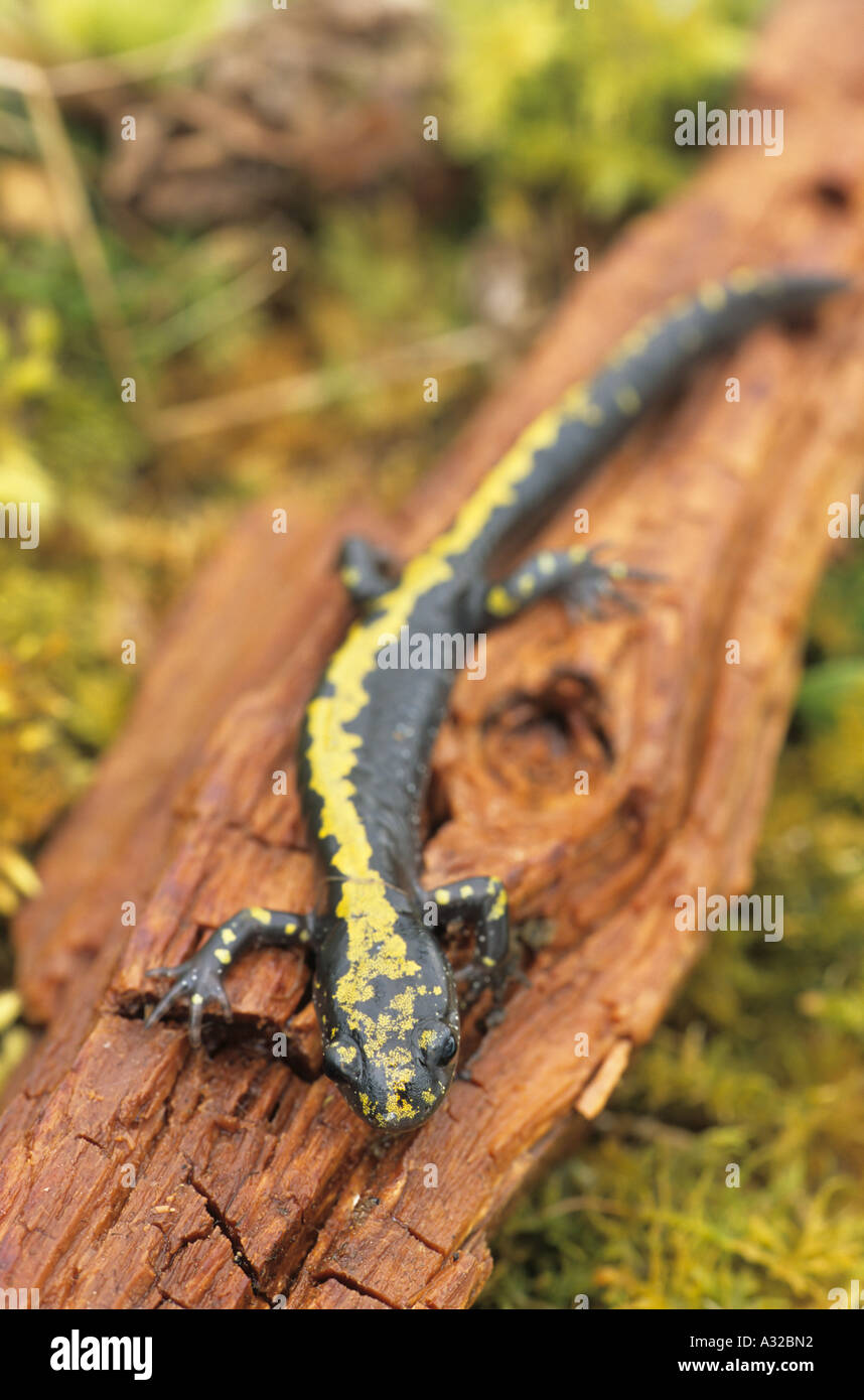 Tiger salamander  Washington Department of Fish & Wildlife