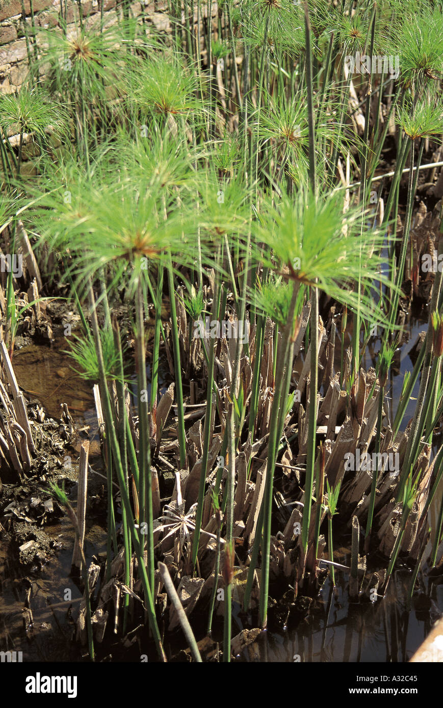 Papyrus hires stock photography and images Alamy