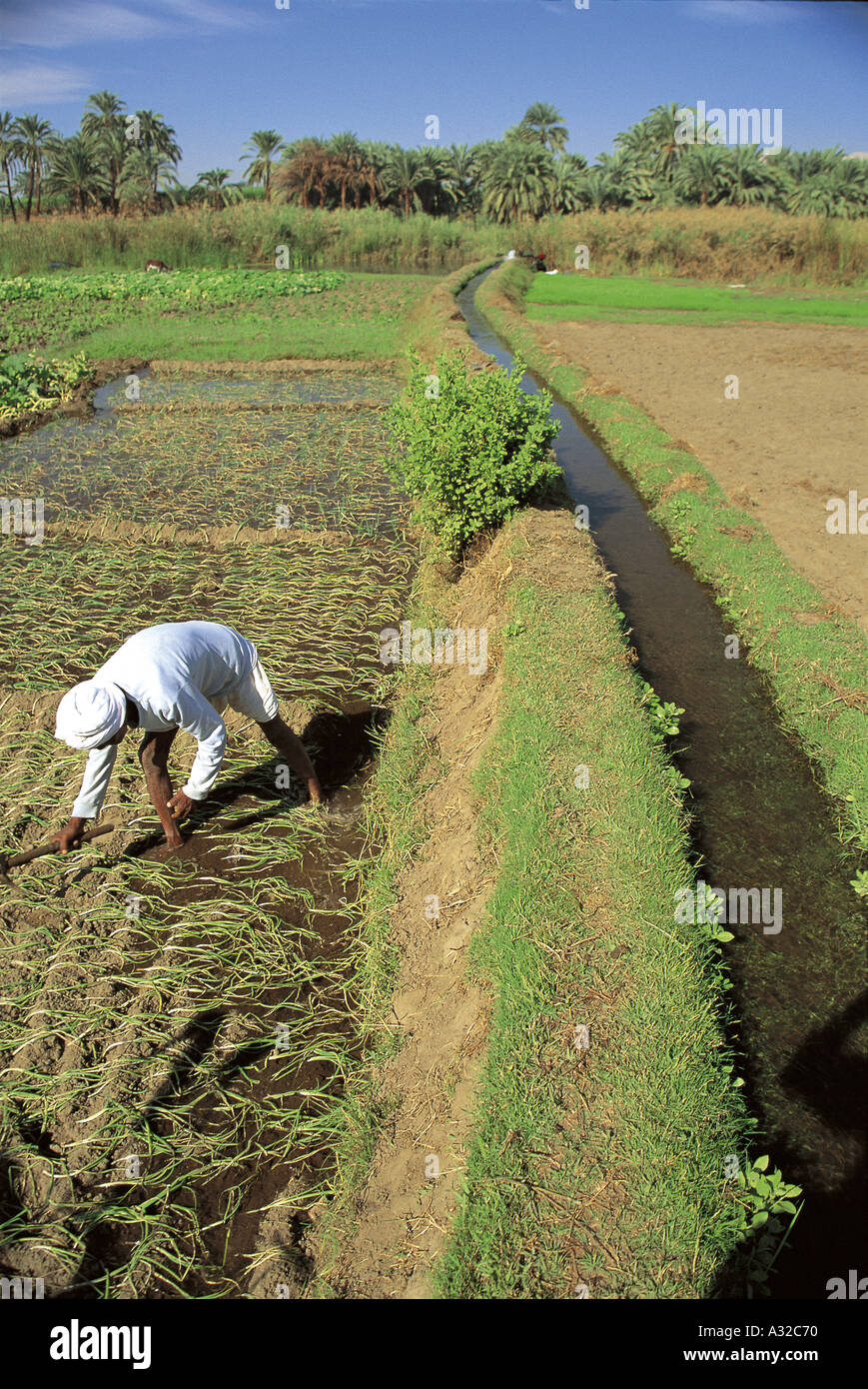 Irrigated field from the Nile river, Upper Egypt Stock Photo - Alamy
