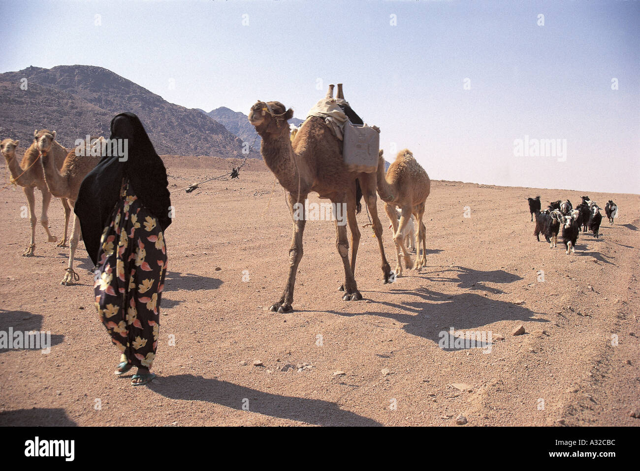 Bedouin nomads with camels walking in the Sinai desert Stock Photo Alamy