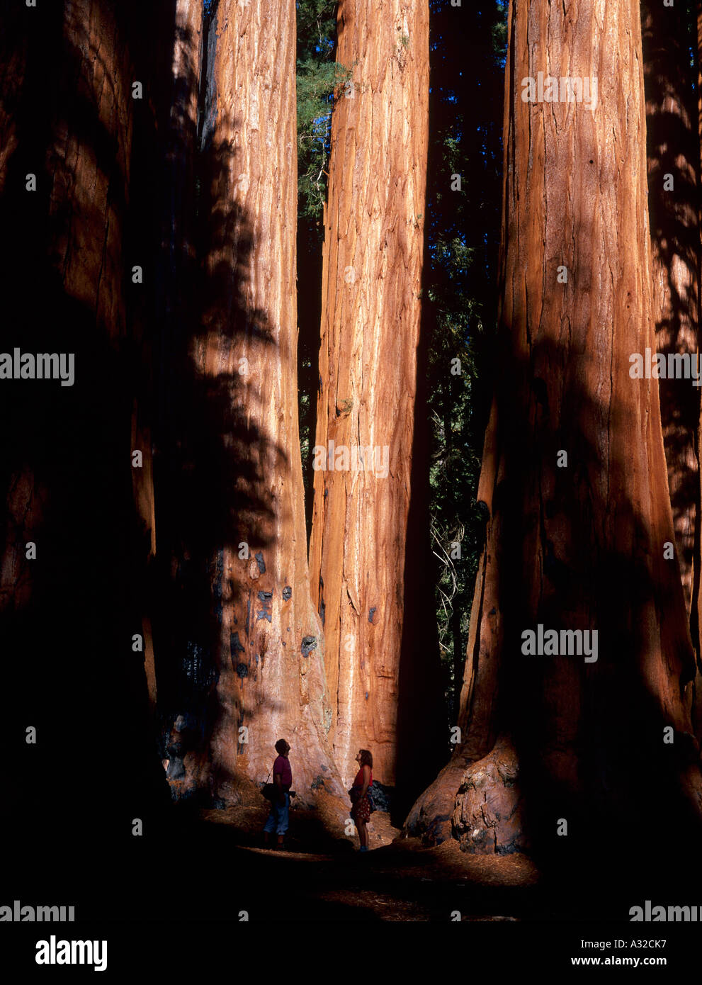But does not reach the size of a giant sequoia hires stock photography