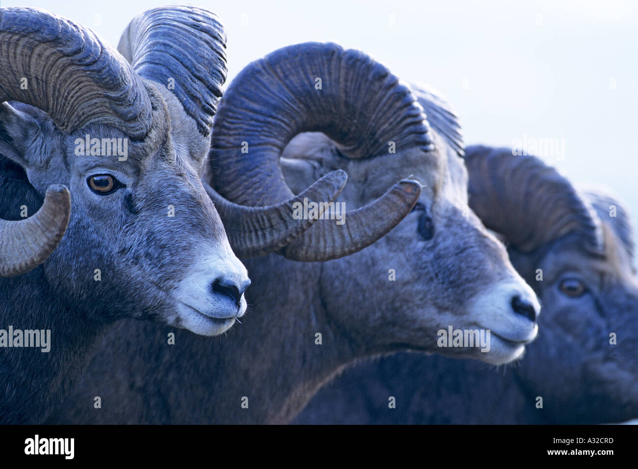 Rocky Mountain Bighorn Sheep rams Jasper National Park Alberta Stock Photo