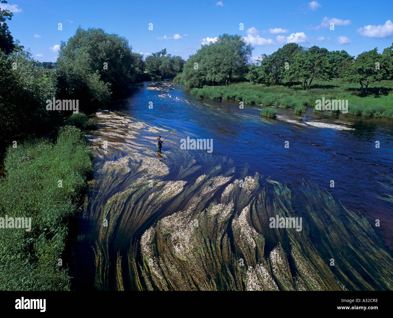 One man fishing in river with water crowfoot beds river Dee Bangor on Dee Wales UK Stock Photo