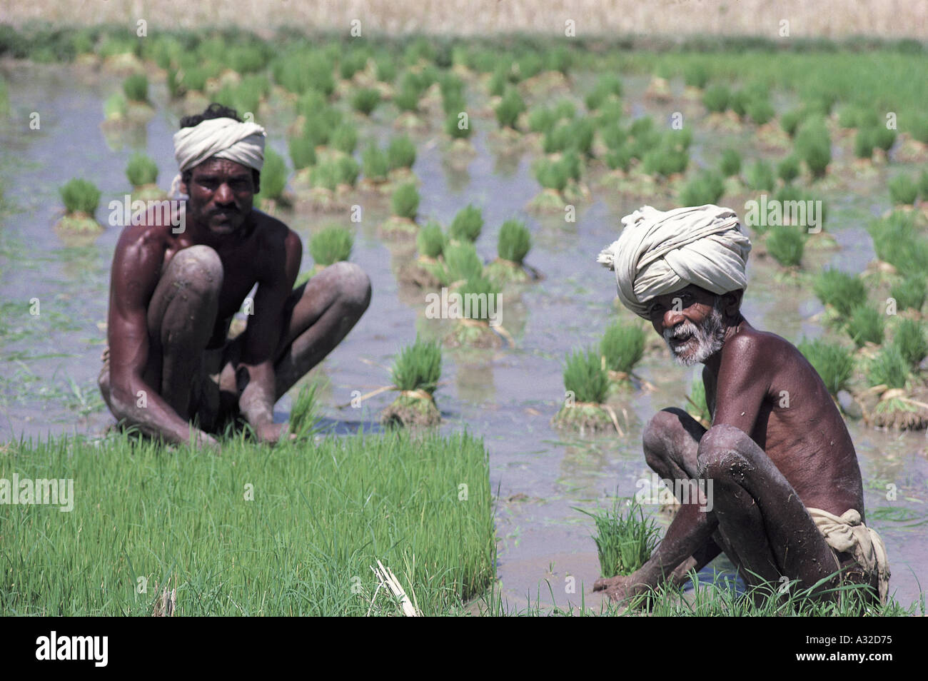Rice planting india hi-res stock photography and images - Alamy