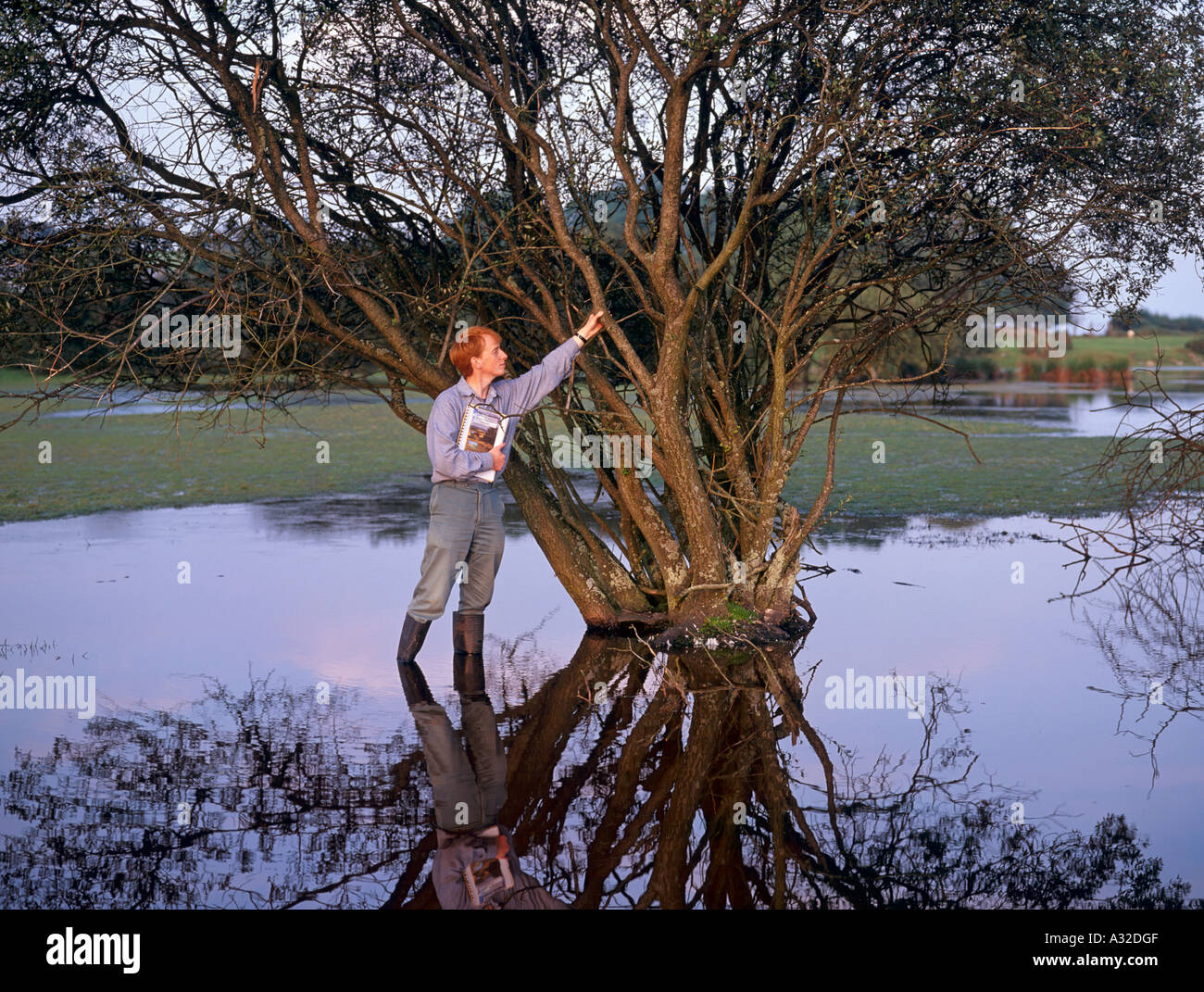 Conservation worker surveying willow tree in pond in common Brecon