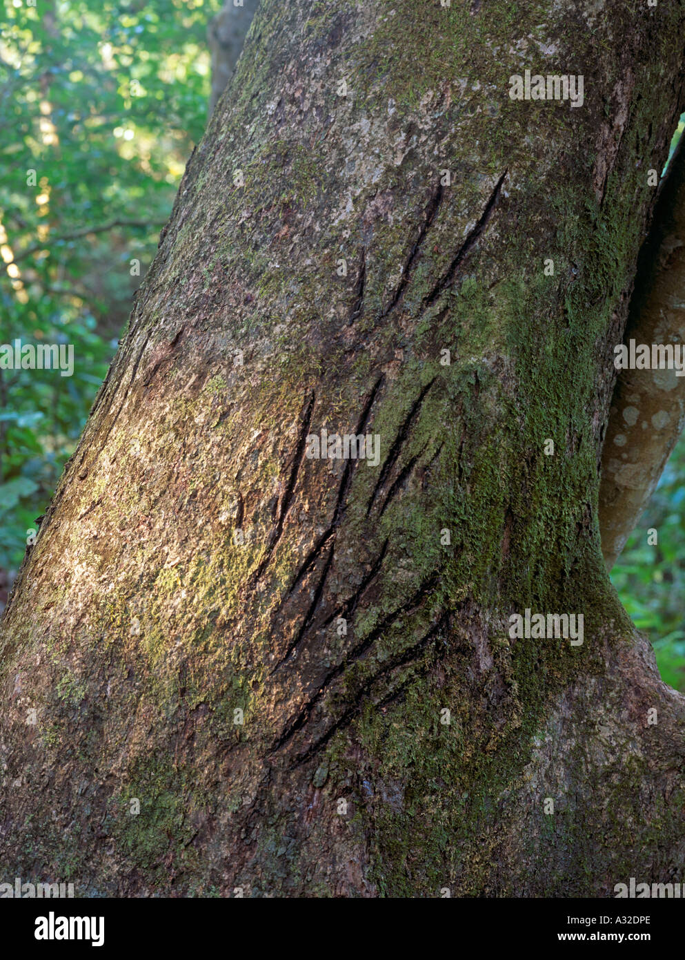 Bengal tiger Panthera Tigris Tigris scratch marks on tree Bardia National Park Nepal Asia Stock Photo