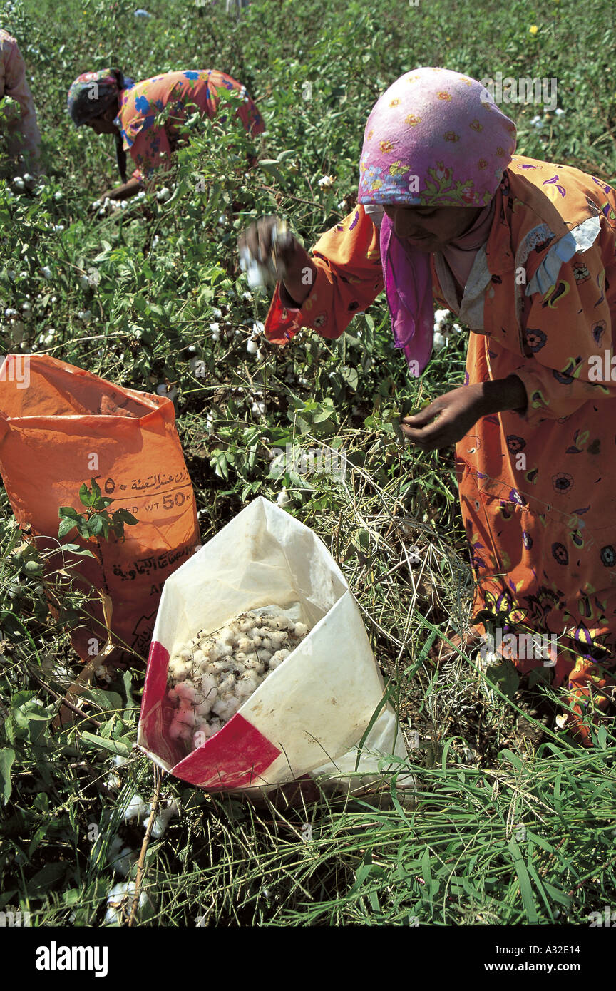 Young girls picking cotton, October harvest Egypt Stock Photo