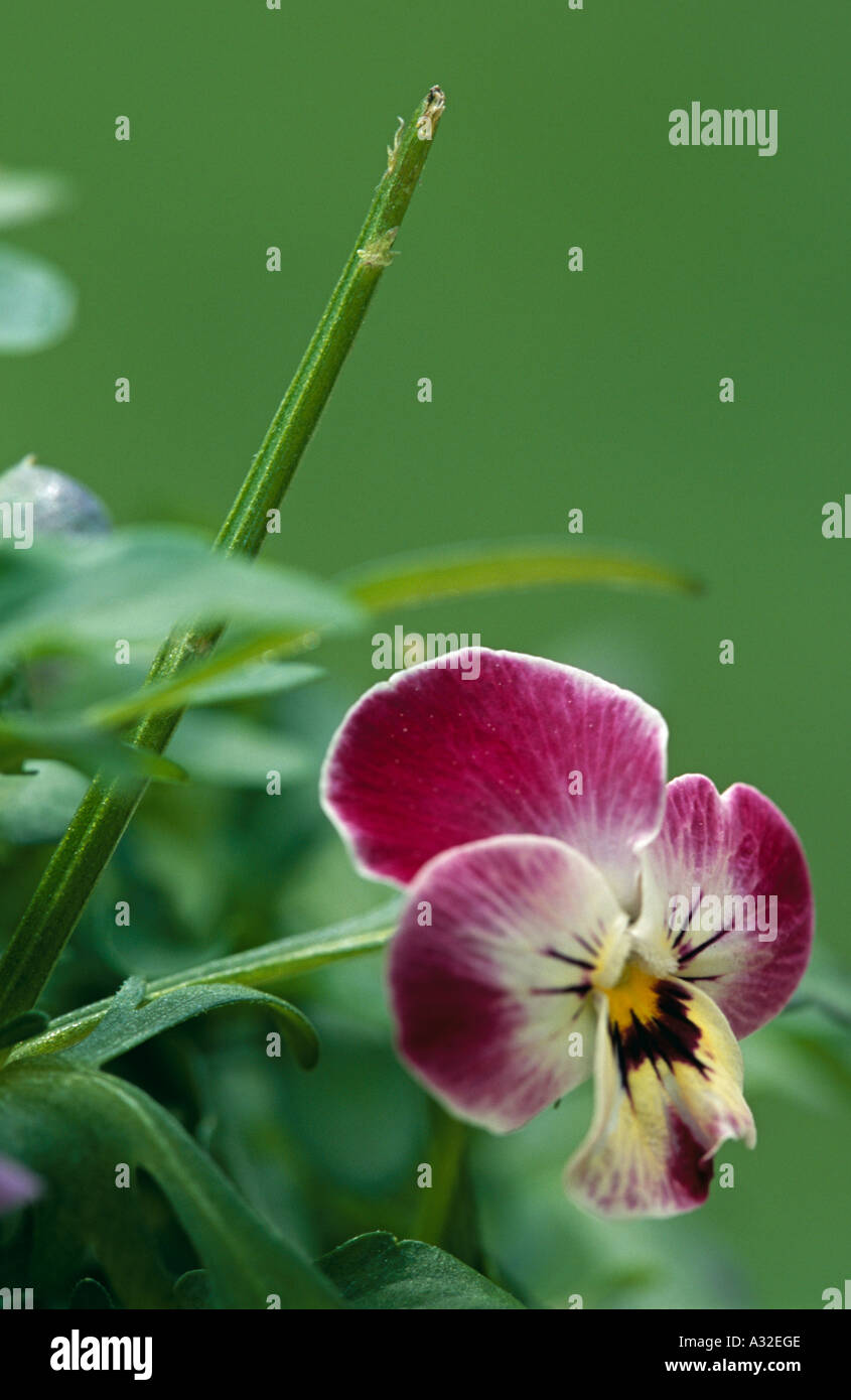 Deer damage garden hires stock photography and images Alamy