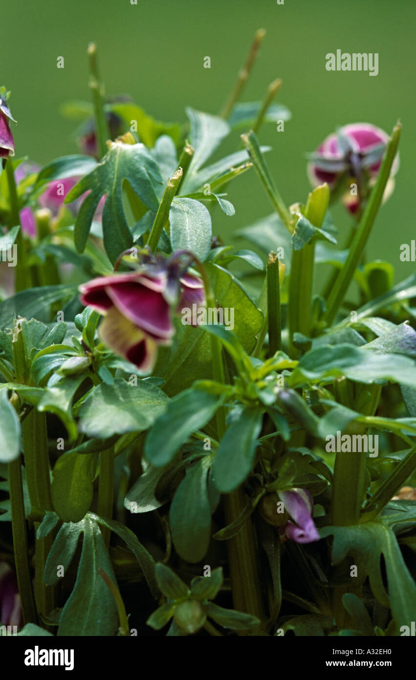 Deer damage garden hires stock photography and images Alamy