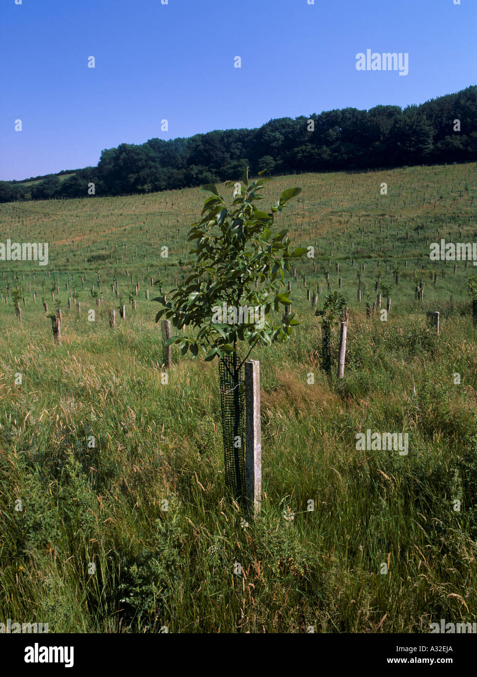 Extensification Improving habitat for wildlife hi-res stock photography and images - Alamy