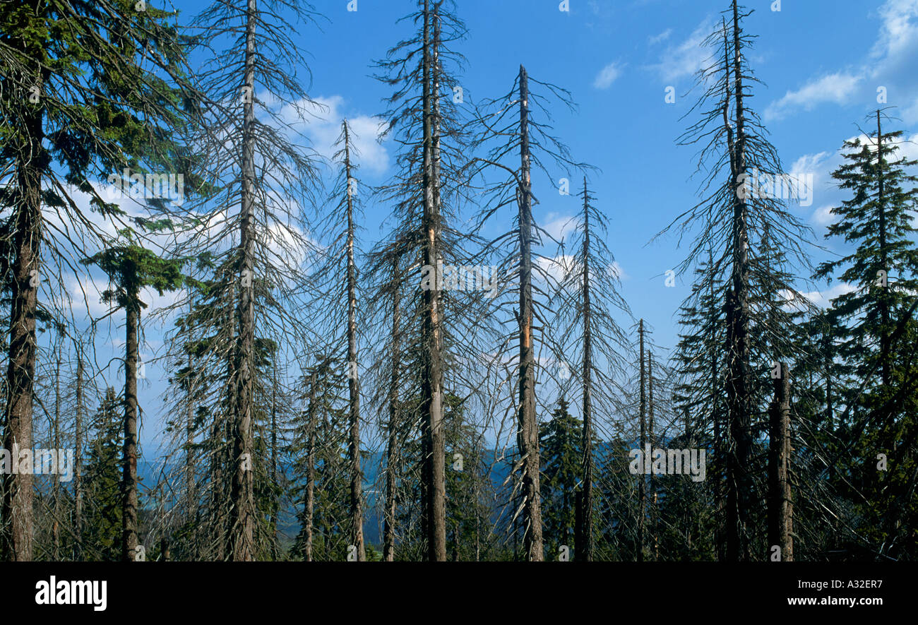 Spruce forest destroyed by effect of acid rain Karnanosse National Park Poland Stock Photo