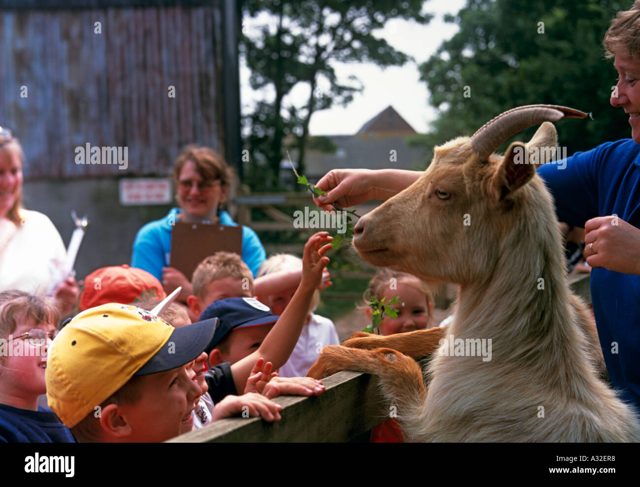 School children with Billy Goat in Pim Hill Organic Farm Near Shrewsbury Shropshire United Kingdom Great Britain Stock Photo